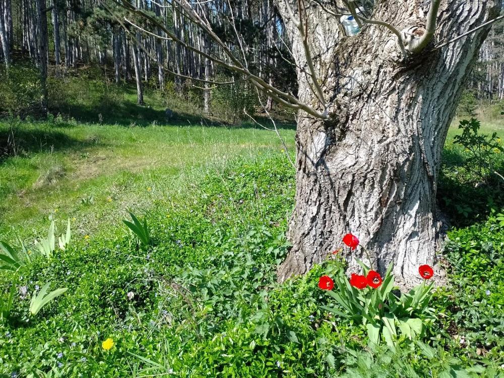 Penzion Litohlavy 17 - Na Samote U Lesa Kraluv Dvur ภายนอก รูปภาพ